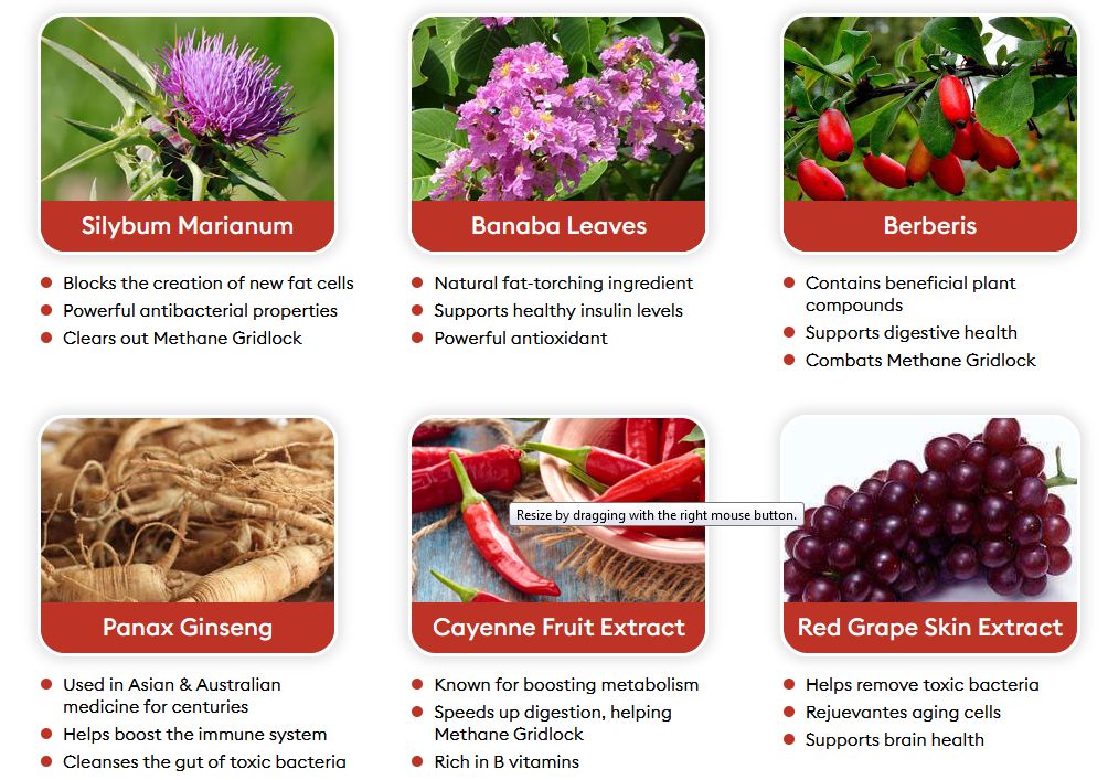 ingredients-outback-belly-burner